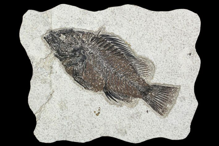 Fossil Fish (Cockerellites) - Green River Formation #107879